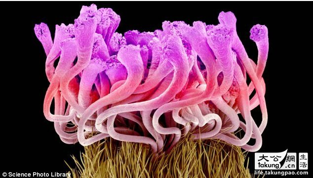 日本艺术家拍摄显微镜下的唯美鲜花 - 园林资讯
