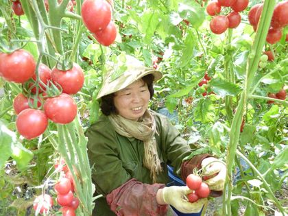 新疆生产建设兵团第二师二十九团园九连职工胡荣榜正在采摘圣女果中的