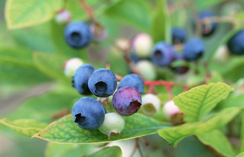 山东青岛:小蓝莓何时长成大产业