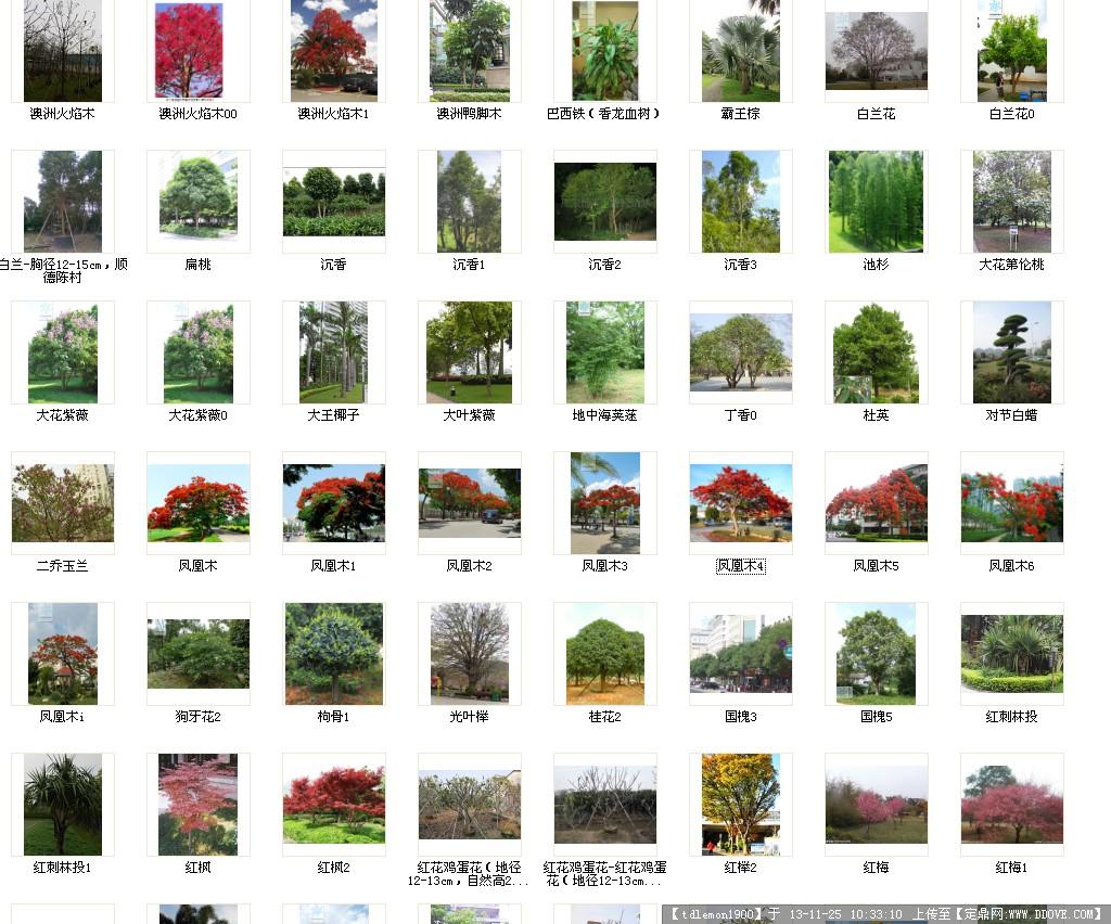 常见树的名字图片,农村常见树图片及名称,绿化树木品种大(第7页)_大山谷图库