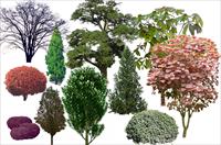 园林效果图设计PS树木素材  清晰、经典PS分层